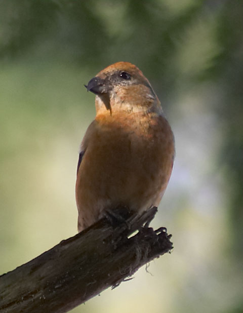 Red Crossbill --(Loxia curvirostra) (31720 bytes)