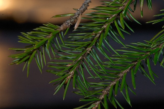 Spruce Branch (Macro Flash Practice) --(Picea sitchensis) (60511 bytes)