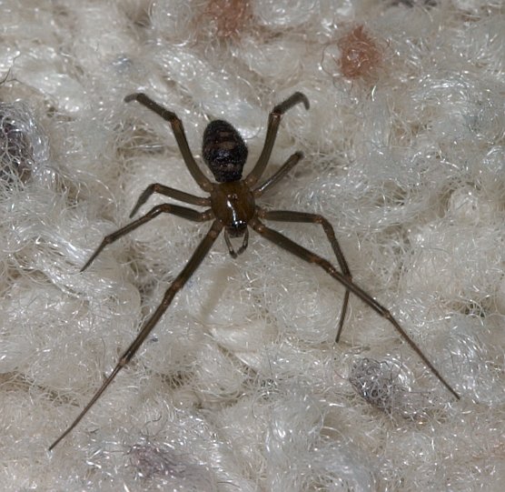 Spider (79769 bytes)