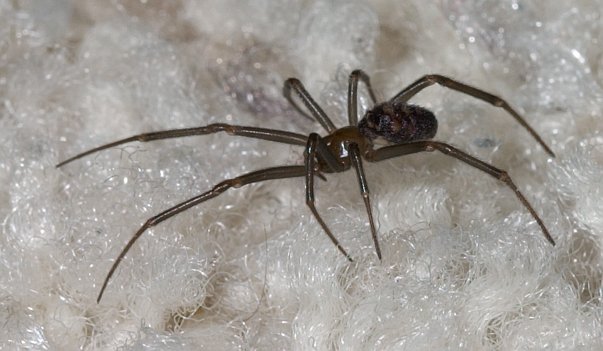 Spider (48453 bytes)