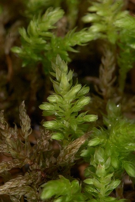 Moss 1b (57718 bytes)