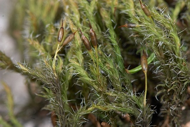 Moss 2a (76409 bytes)