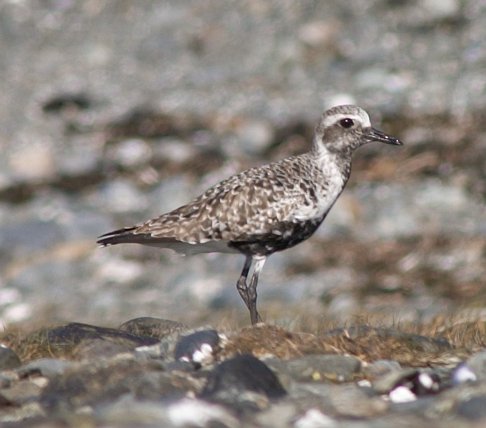 Black-bellied Plover --(Pluvialis squatarola) (40902 bytes)