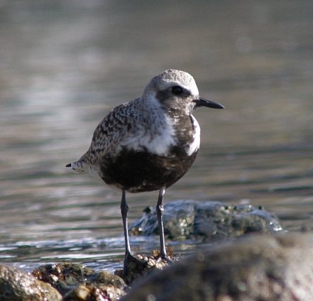 Black-bellied Plover --(Pluvialis squatarola) (35570 bytes)