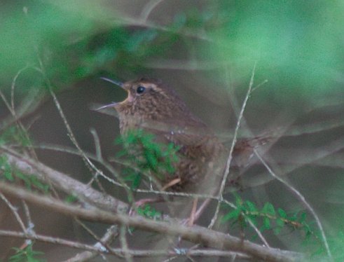 Singing Winter Wren --(Troglodytes troglodytes) (34531 bytes)