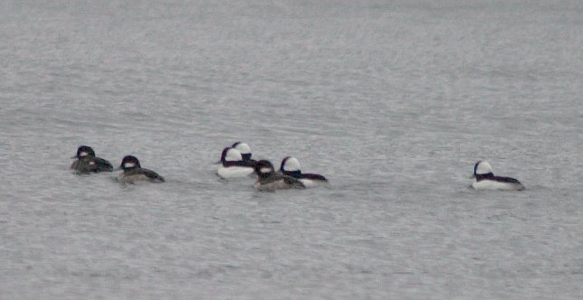 Buffleheads --(Bucephala albeola) (37964 bytes)