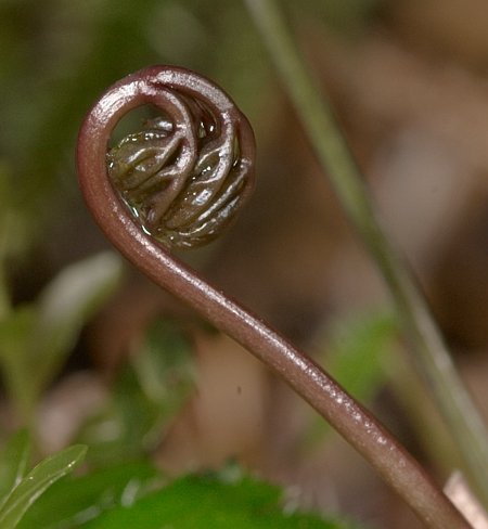 Fiddlehead (33011 bytes)