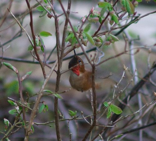 Humming Bird --(Selasphorus rufus) (53167 bytes)