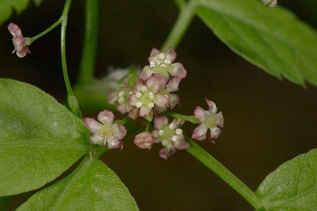 Purple Sweet-cicely --(Osmorhiza purpurea) (51070 bytes)