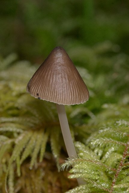 Mushroom 2a (45530 bytes)