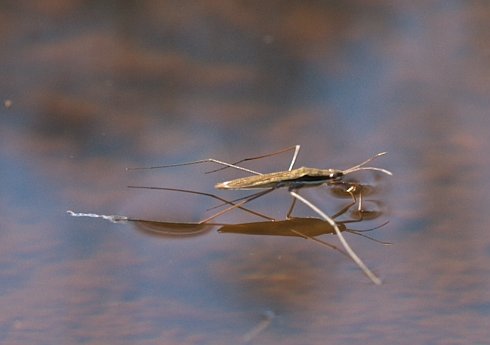 Water Skipper (22285 bytes)