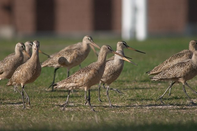 Marbled Godwits --(Limosa fedoa) (61475 bytes)