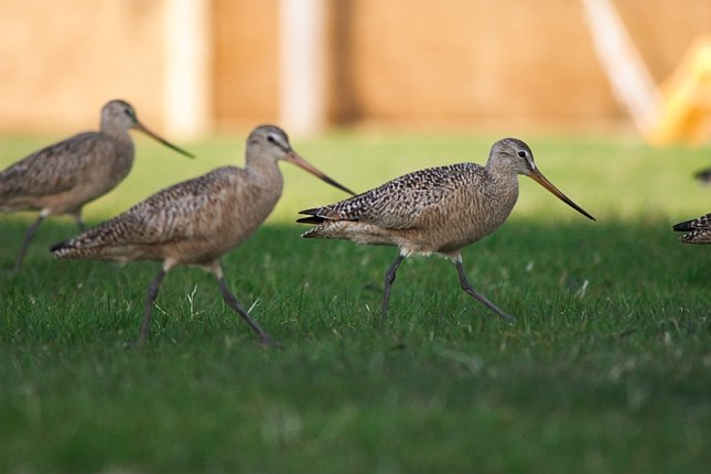 Marbled Godwits --(Limosa fedoa) (43263 bytes)