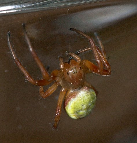 Spider (45489 bytes)