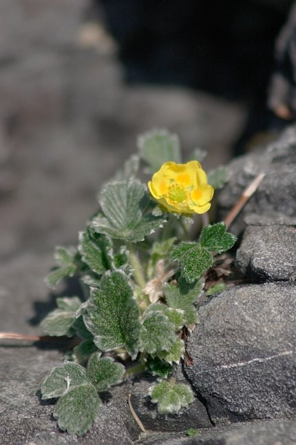 Villous Cinquefoil --(Potentilla villosa) (59461 bytes)