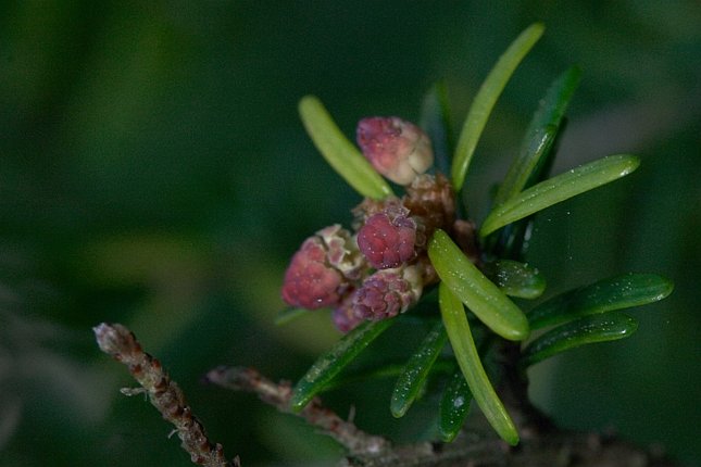 Hemlock Pollen Cones --(Tsuga heterophylla) (45809 bytes)