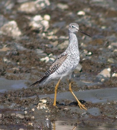 Yellowlegs --(Tringa sp.) (44037 bytes)