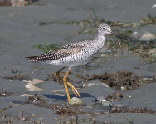 Yellowlegs --(Tringa sp.) (39842 bytes)