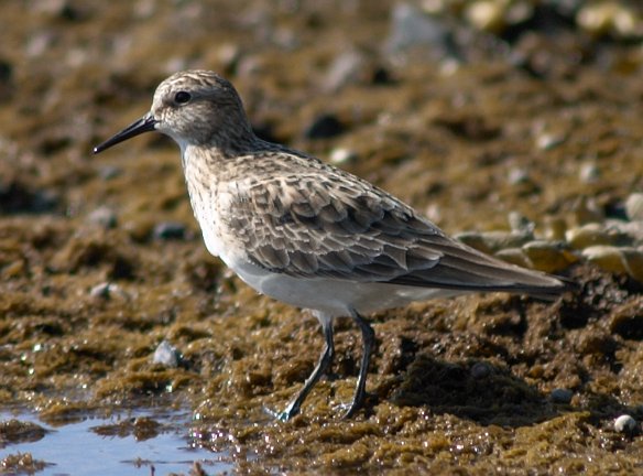 Baird's Sandpiper --(Calidris bairdii) (63782 bytes)