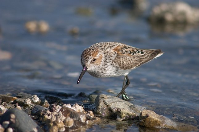 Western Sandpiper --(Calidris mauri) (51279 bytes)