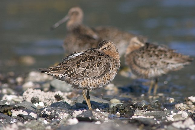 Dowitcher --(Limnodromus sp.) (58403 bytes)