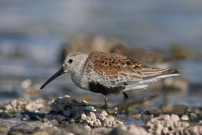 Dunlin --(Calidris alpina) (47420 bytes)