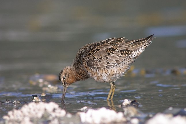 Dowitcher --(Limnodromus sp.) (46393 bytes)