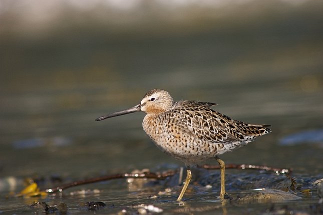 Dowitcher --(Limnodromus sp.) (42123 bytes)