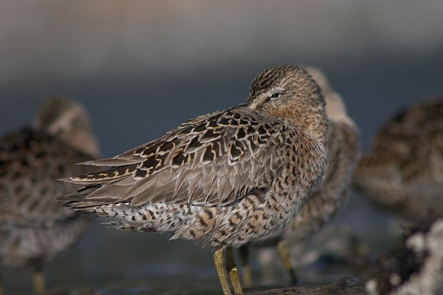 Dowitcher --(Limnodromus) (45355 bytes)