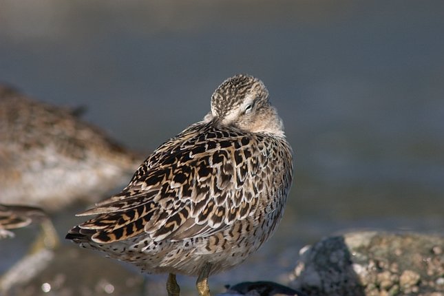 Dowitcher --(Limnodromus sp.) (46760 bytes)