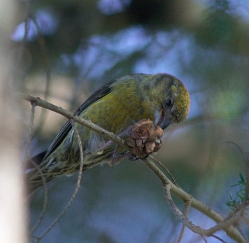 Red Crossbill --(Loxia curvirostra) (39929 bytes)