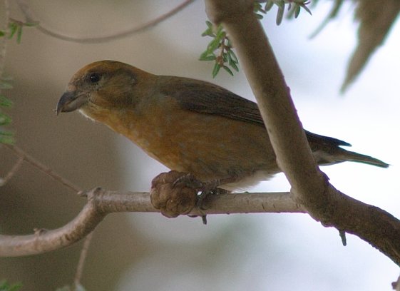 Red Crossbill --(Loxia curvirostra) (37741 bytes)