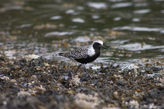 Black-bellied Plover --(Pluvialis squatarola) (64005 bytes)