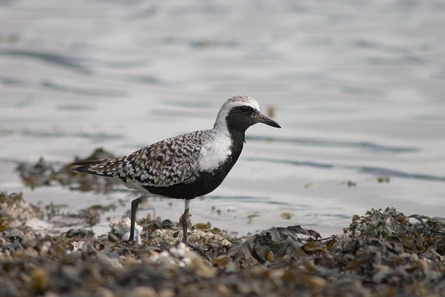 Black-bellied Plover --(Pluvialis squatarola) (47382 bytes)