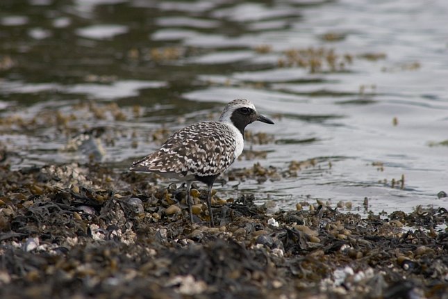 Black-bellied Plover --(Pluvialis squatarola) (67164 bytes)