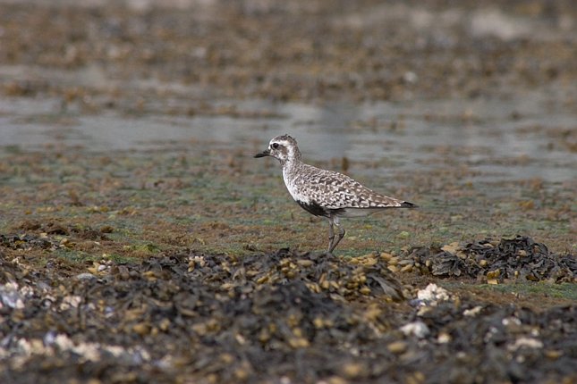 Black-bellied Plover --(Pluvialis squatarola) (62318 bytes)