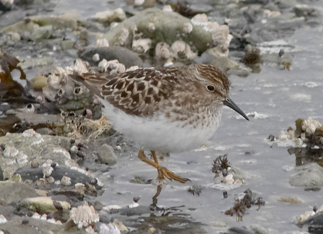 Least Sandpiper --(Calidris minutilla) (68059 bytes)