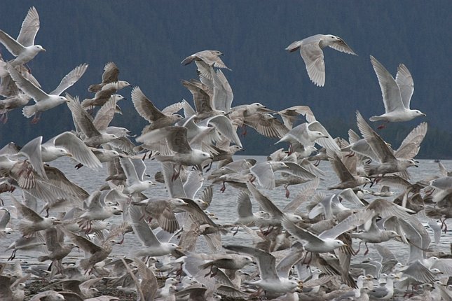 Gulls --(Larus sp.) (80397 bytes)