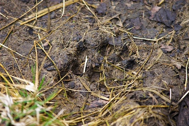 Mammal Track (116331 bytes)