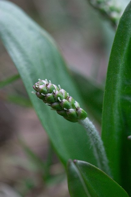 Plantain --(Plantago sp) (39829 bytes)