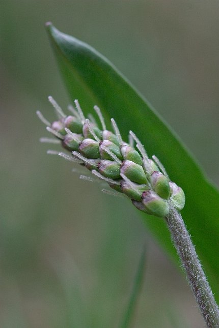 Plantain --(Plantago sp.) (38865 bytes)