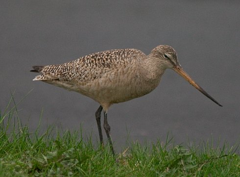 Marbled Godwit --(Limosa fedoa) (35249 bytes)