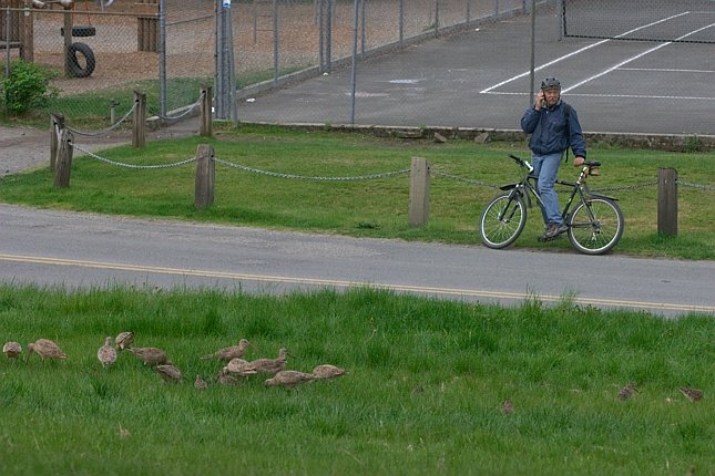 Watching the Godwits (79073 bytes)