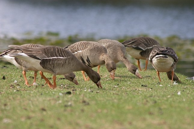 Geese Feeding --(Anser albifrons) (57831 bytes)