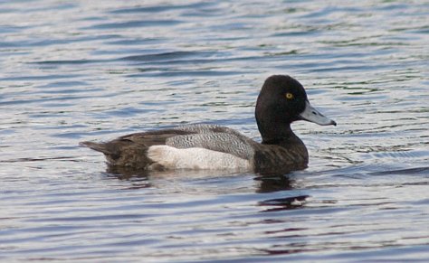 Lesser Scaup --( Aythya affinis) (38883 bytes)