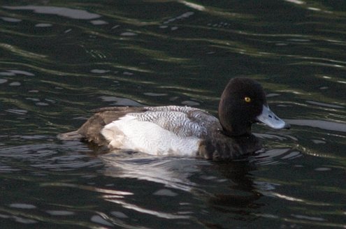 Lesser Scaup --(Aythya affinis) (36218 bytes)