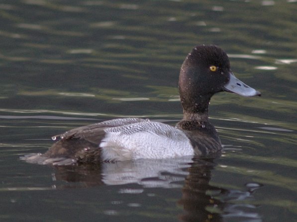 Lesser Scaup --(Aythya affinis) (44725 bytes)