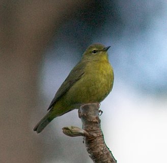 Orange-crowned Warbler --(Vermivora celata) (20058 bytes)