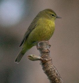 Orange-crowned Warbler --(Vermivora celata) (15788 bytes)