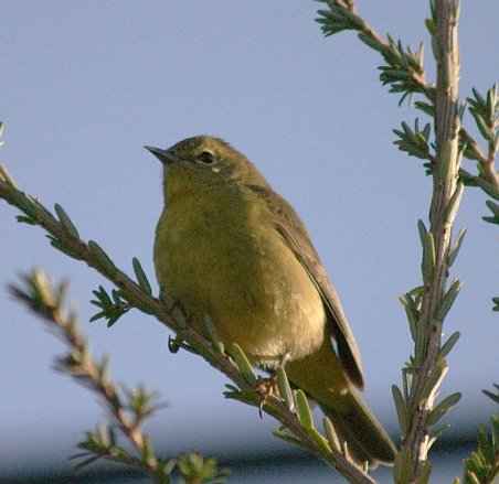 Orange-crowned Warbler --(Vermivora celata) (42659 bytes)